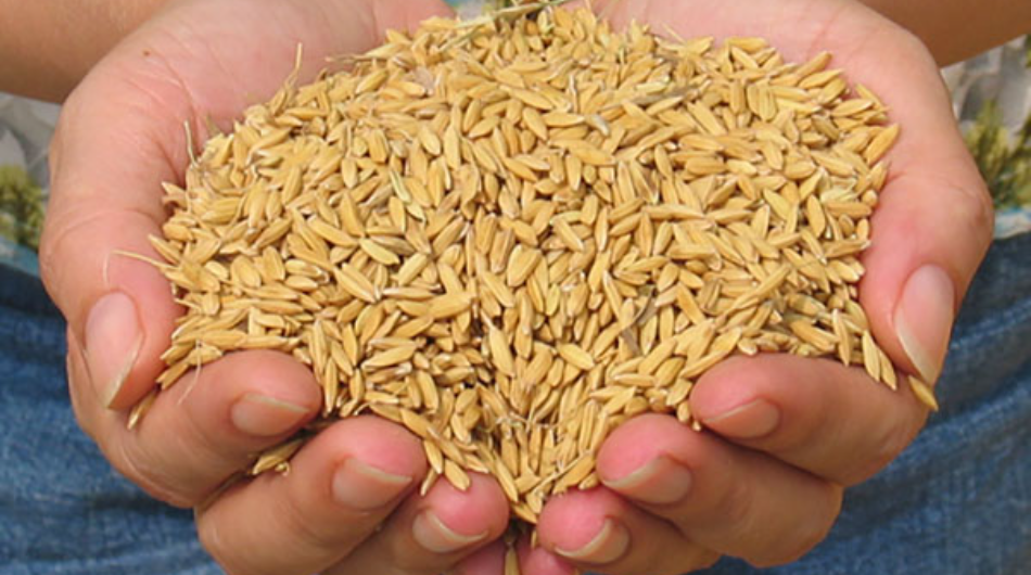 Fitrana (Zakat-ul-Fitr)