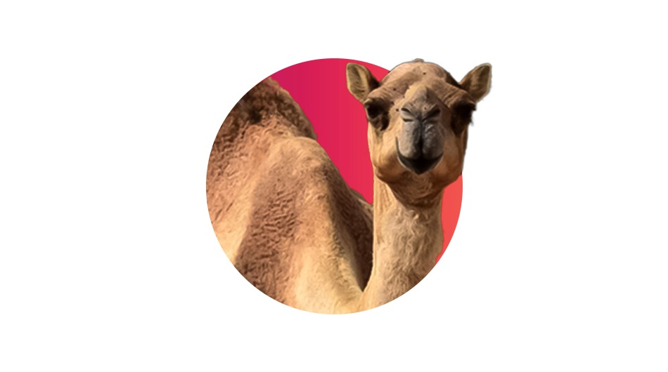 Camel