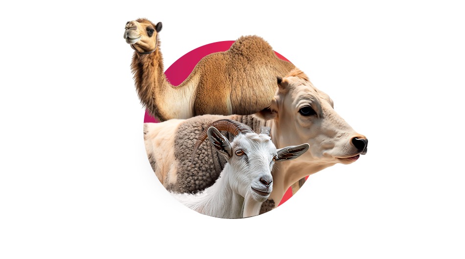 Multiple Animals