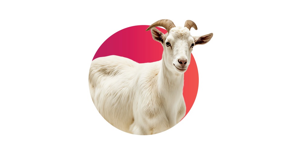 Female Goat